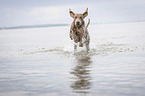 running Weimaraner