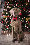 sitting Weimaraner