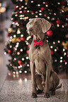 sitting Weimaraner