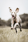 running Weimaraner