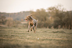 running Weimaraner