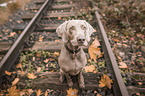 sitting Weimaraner