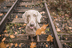 sitting Weimaraner