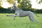 running Weimaraner