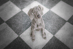 sitting Weimaraner