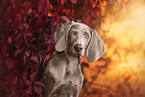 Weimaraner in autumn