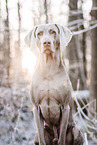 male Weimaraner