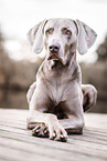 male Weimaraner