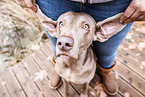 male Weimaraner