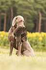 female Weimaraner