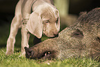 Weimaraner Puppy