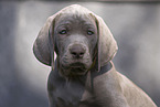 Weimaraner Puppy