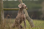 female Weimaraner