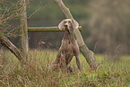 female Weimaraner