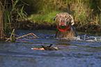 female Weimaraner