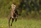 male Weimaraner