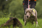 male Weimaraner