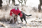 Labrador and Weimaraner