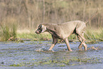 Weimaraner