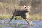 Weimaraner