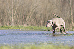 Weimaraner