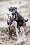 Labrador and Weimaraner
