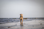 Weimaraner