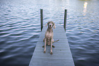 Weimaraner at the water