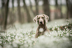 female Weimaraner