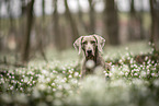 female Weimaraner