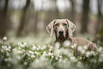 female Weimaraner