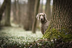 female Weimaraner