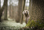 female Weimaraner