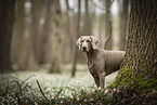 female Weimaraner