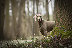 female Weimaraner