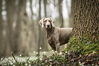 female Weimaraner