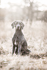 female Weimaraner