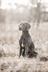 female Weimaraner