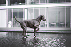 female Weimaraner