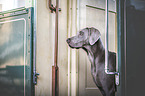 female Weimaraner