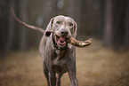 Weimaraner in autumn