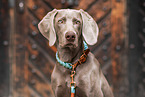 Weimaraner Portrait