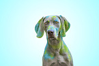 adult Weimaraner