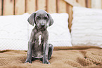 Weimaraner Puppy