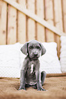 Weimaraner Puppy