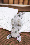 Weimaraner Puppy