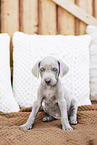 Weimaraner Puppy