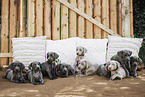 Weimaraner Puppies