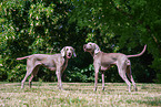 Weimaraner