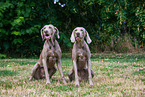 Weimaraner